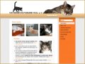Katzenschutzbund K&ouml;ln e.V.